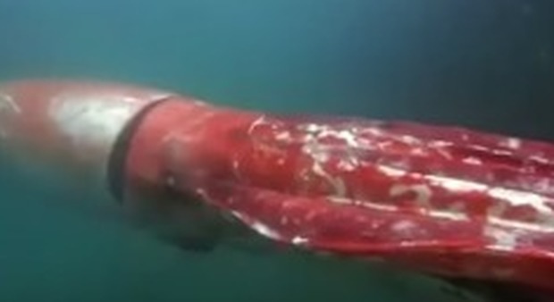 Giappone, calamaro gigante avvistato nel porto di Toyama: è lungo 4 metri Video