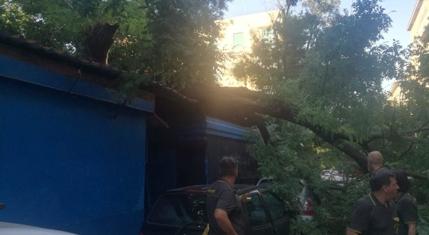 Roma, albero crolla e travolge un'auto: «Un uomo illeso per miracolo». Rabbia tra i residenti