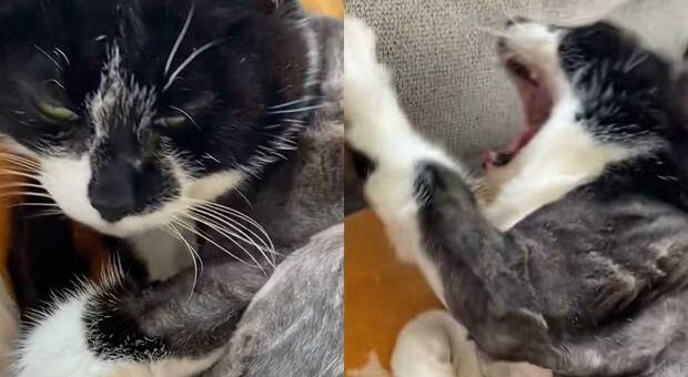 Shamwow, il gatto di 16 anni diventa una star di TikTok: svegliato per colazione risponde alla padrona VIDEO