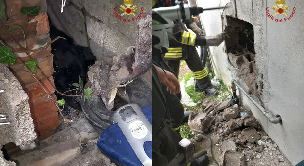 Labrador si incastra tra due muri di recinzione, i vigili del fuoco demoliscono una parete e lo salvano