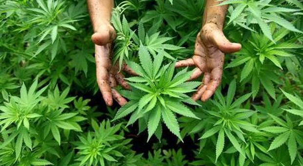 Roma, un botanico aiutava l'amico a coltivare una serra di marijuana