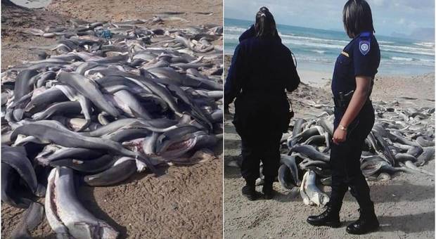 Centinaia di baby squali trovati senza pinne nè testa sulla spiaggia. (immagini pubblicate da Proudly Standfontein su Fb)