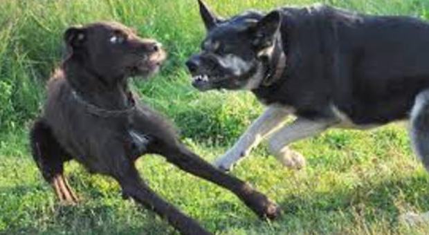 Cani litigano: i padroni tentano di dividerli e vengono presi a morsi