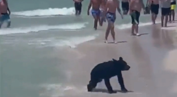 Stati Uniti, un cucciolo di orso esce dall'acqua e attraversa la spiaggia tra i bagnanti: i video virali su Twitter