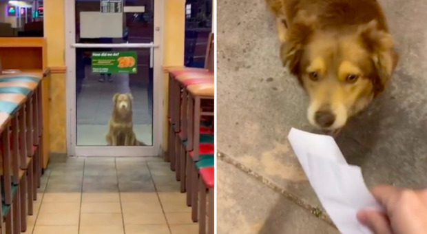 Sally, la cagnolina che ogni giorno va al fast food per mangiare: «Grazie a TikTok abbiamo ritrovato il padrone»