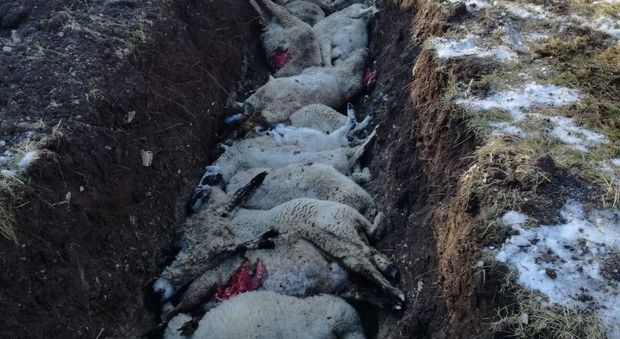 La fossa comune con le pecore morte