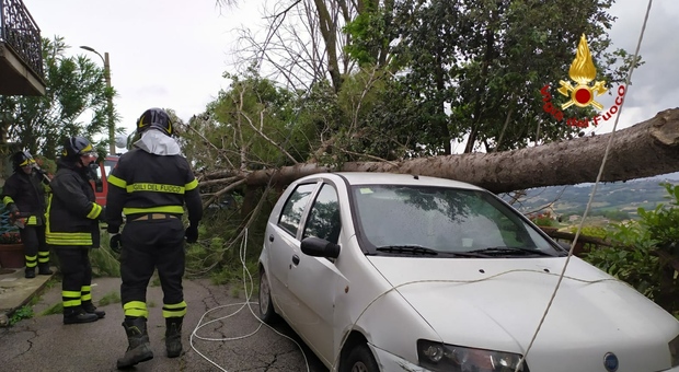 Stroncone, il maltempo provoca la caduta di un albero tranciata la linea telefonica