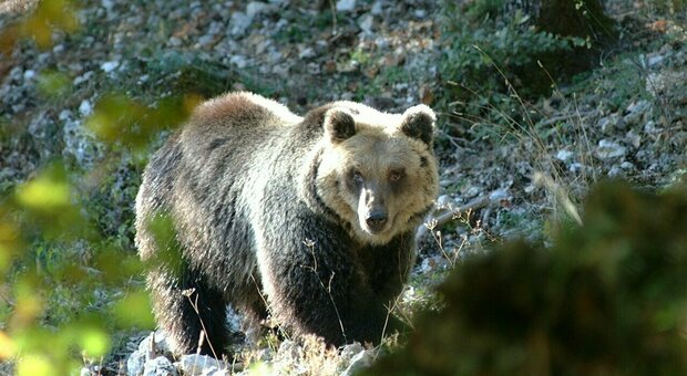Trentino, orsa con cucciolo insegue due cacciatori. Uno si ferisce cadendo dall'albero su cui si era arrampicato nella fuga