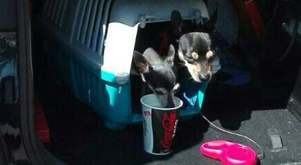 Lascia i cuccioli di Pincher chiusi in auto sotto il sole: «Ero a pranzo», trevigiana denunciata