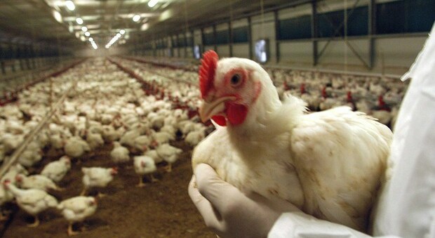 Aviaria, in Russia primi casi nell'uomo: infettati 7 dipendenti di un'azienda di pollame