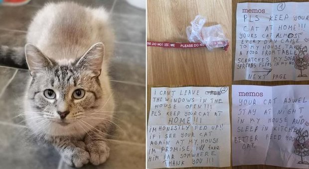 Gatto con doppia vita torna a casa con un inquietante messaggio appeso al collo