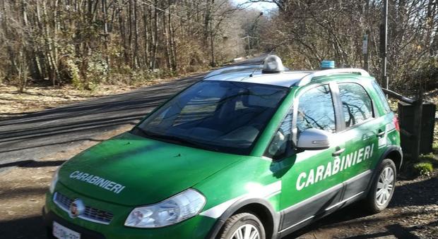 I carabinieri forestali sequestrano canile abusivo con 61 aninali. Denunciati i proprietari, molti cacciatori