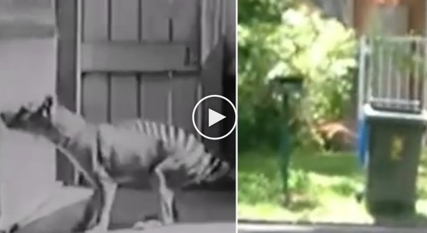 Australia, filmato uno strano animale: «Forse la Tigre della Tasmania, estinta 80 anni fa»