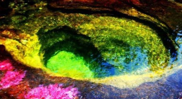 Sembra un quadro eppure è un fiume colombiano: la magia del Caño Cristales