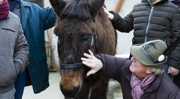 La storia dell'ultimo mulo alpino rimasto vedovo: Iroso a 40 anni trova la nuova fiamma