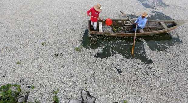 Mistero in Messico: migliaia di pesci trovati morti nel lago