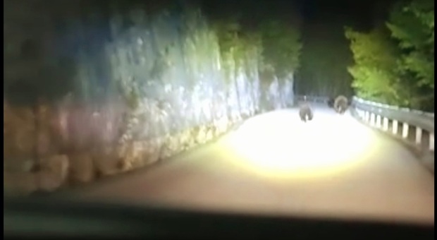 L'orsa con i cuccioli inseguita (immag e video diffusi da Ornella Dorigatti Oipa)