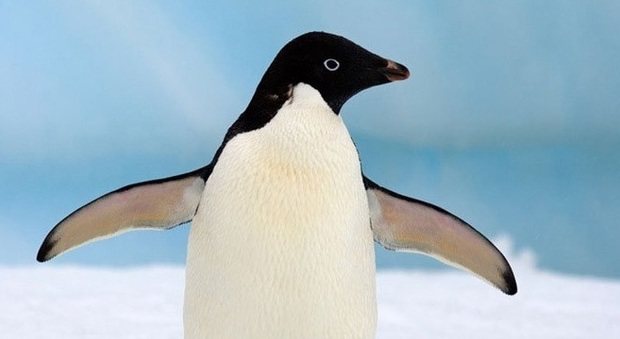 Pinguini, è strage in Antartide: solo 2 sopravvissuti nella colonia di 18mila