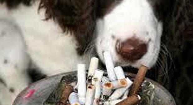 Cani e gatti dei fumatori vivono di meno: lo svela una ricerca sul tabagismo
