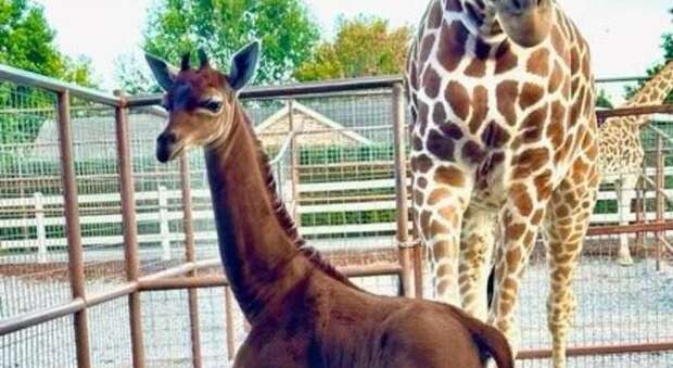 Rara giraffa senza macchie nata in uno zoo americano