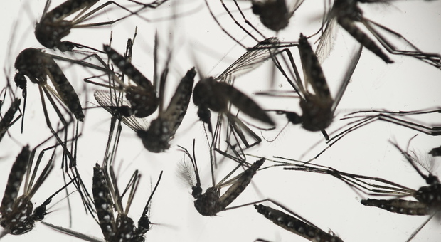 Importante scoperta: il virus Zika isolato dalla saliva per la prima volta