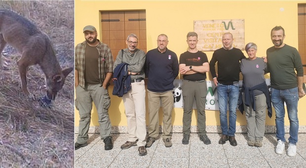 Lupi tornati in Polesine, aperto centro ricerca sulla specie