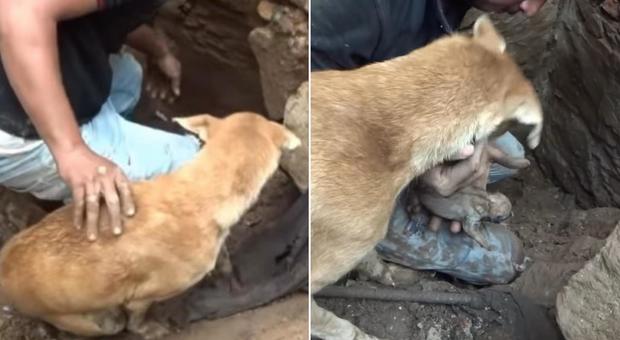 Cuccioli di cane intrappolati sotto le macerie, la mamma aiuta i soccorritori a salvarli