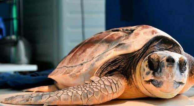 La tartaruga era rimasta ferita da un'elica: l'operazione effettuata in un ambulatorio veterinario di Spresiano