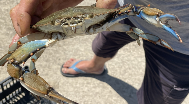 A ruba il granchio blu sulla costa del litorale, è il piatto più curioso tra i turisti