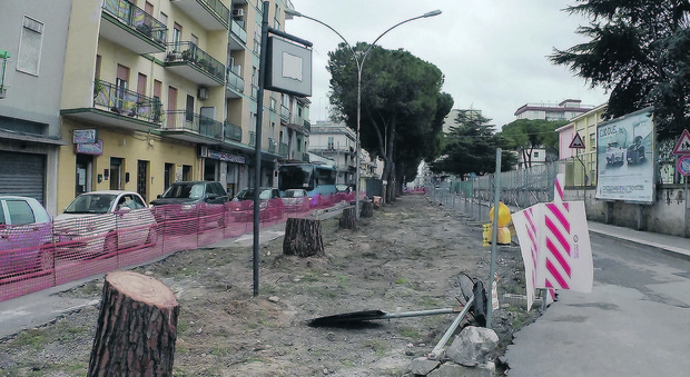 Viale San Giovanni Bosco, abbattuti 14 pini marittimi. «Un intervento necessario»