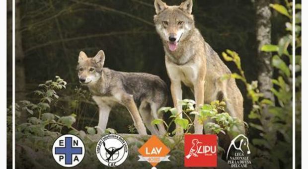 #cacciaunNO, un hashtag a difesa dei lupi: "No all'abbattimento selettivo"