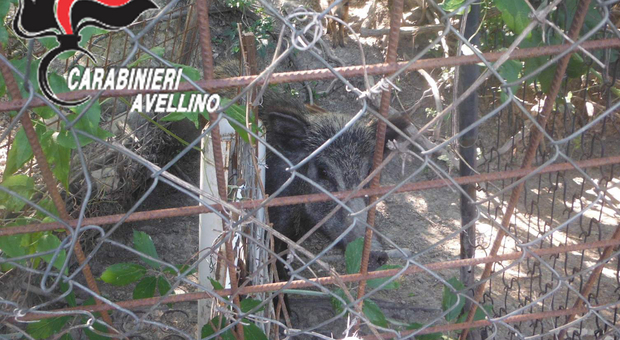 Cinghiali in gabbia a Monteverde, liberati 16 esemplari: in due nei guai