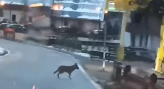 Un fotogramma del video che riprende il lupo mentre attraversa la strada