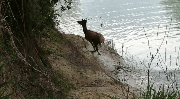 Il cervo maschio avvistato sul Piave in località Romanziol