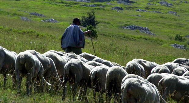Un pastore con il gregge