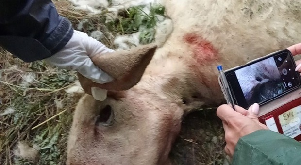 Lupi, branco entra in un allevamento recintato: sbranate 5 capre e 3 pecore