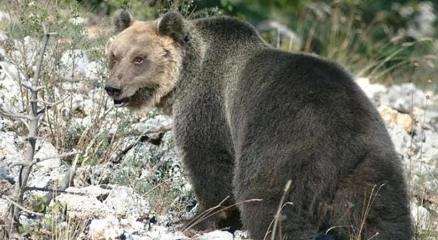 L'orso M49 catturato ma riesce a fuggire: «Se si avvicina alle case lo abbattiamo»
