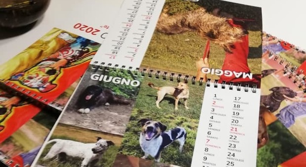 "Amici di Birillo": un calendario per i cani da adottare, sabato la presentazione