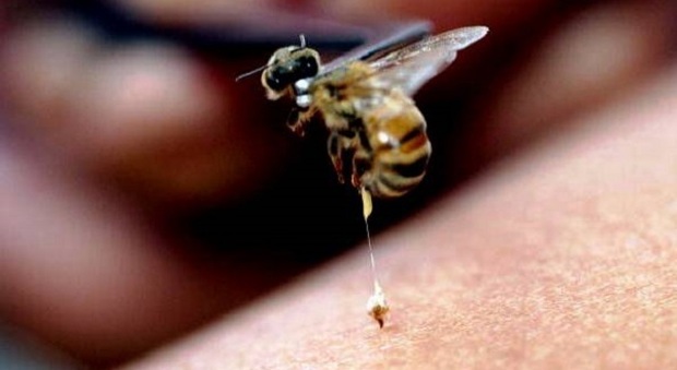 Uomo di 38 anni muore all'improvviso: "Forse ucciso dalla puntura di una vespa"