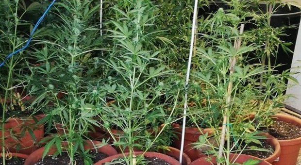 Rieti, polizia sequestra piantagione di marijuana: due arresti