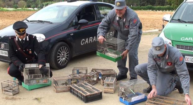Cardellini e tartarughe protette sequestrati e liberati dai carabinieri
