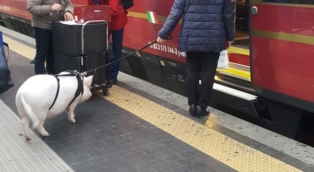 Maialino sul treno come un vip: viaggio da Milano a Roma in prima classe