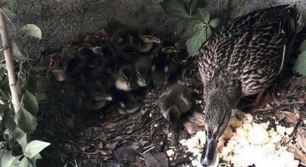 La nidiata di germani con la mamma che accudisce i piccoli