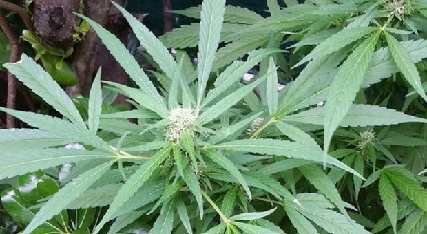 Campolongo, piantagione di marijuana matura e pronta a essere venduta: rischio carcere e oltre 10mila euro di multa per i "coltivatori"