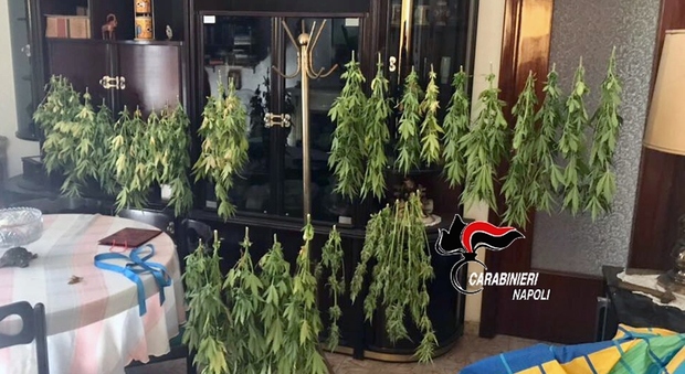 Salotto stupefacente con le piante di cannabis a essiccare: arrestato 43enne nel Napoletano