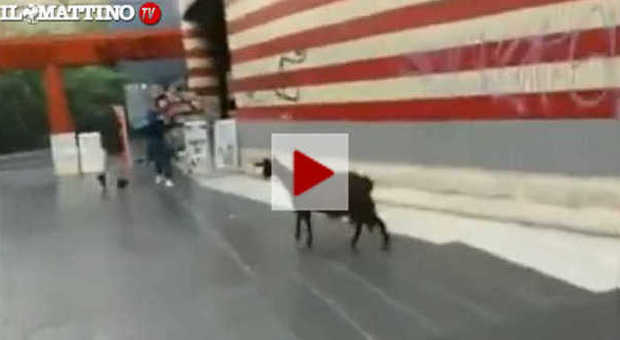 VIDEO| Roma, una capra a passeggio nella metro di Valle Aurelia