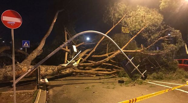 Roma, due alberi cadono in via Cola di Rienzo a pochi centimetri dalle auto