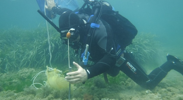 Al via le "sentinelle del mare", ricercatori e pescatori uniti per contrastare le alghe infestanti