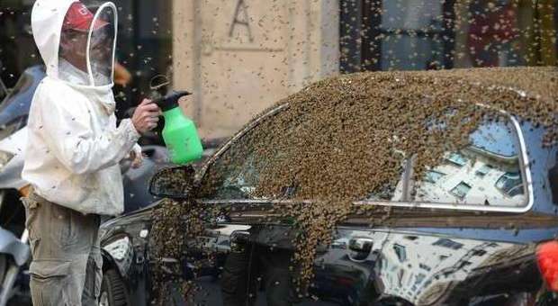Parma, uomo travolto da sciame d'api è in gravissime condizioni