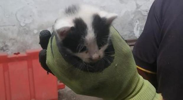 Cinque gattini appena nati buttati nell'immondizia, gli ambientalisti incastrano il 71enne